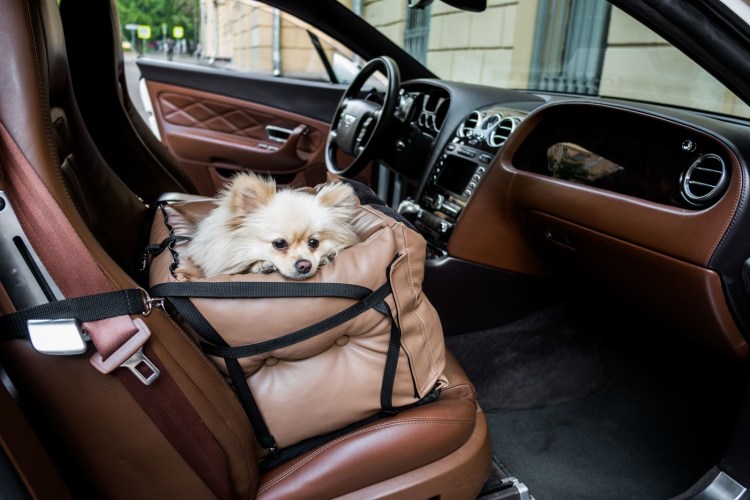 Шпицы прикольные за рулем