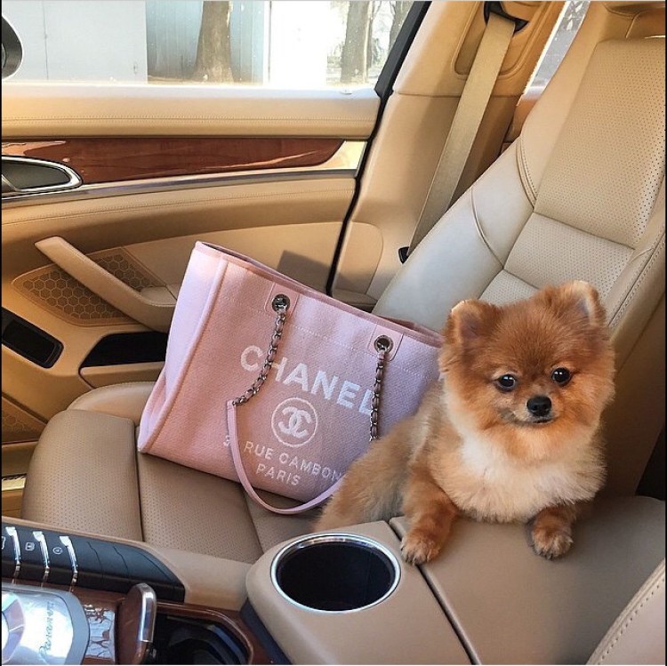 Шпиц в мерседесе