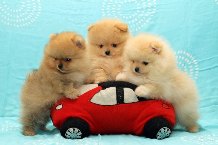 Померанский шпиц Jiff