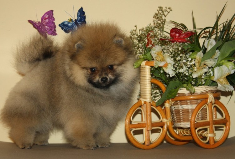 Наклейка на машину шпиц