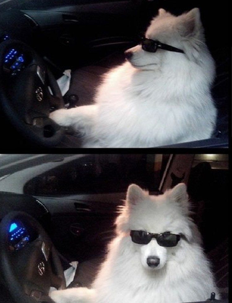 Померанский шпиц