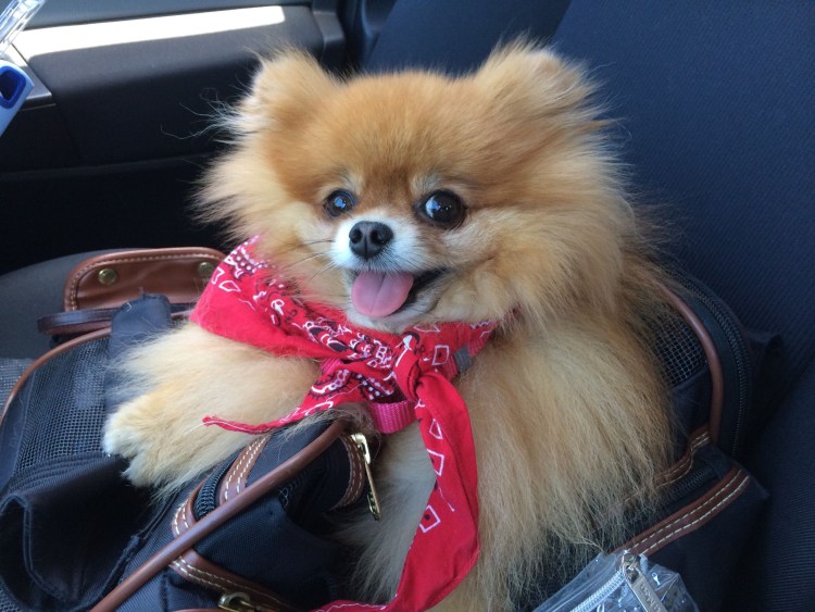 Автомобильные приколы