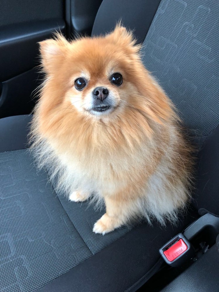 Стрижка померанского шпица рыжего