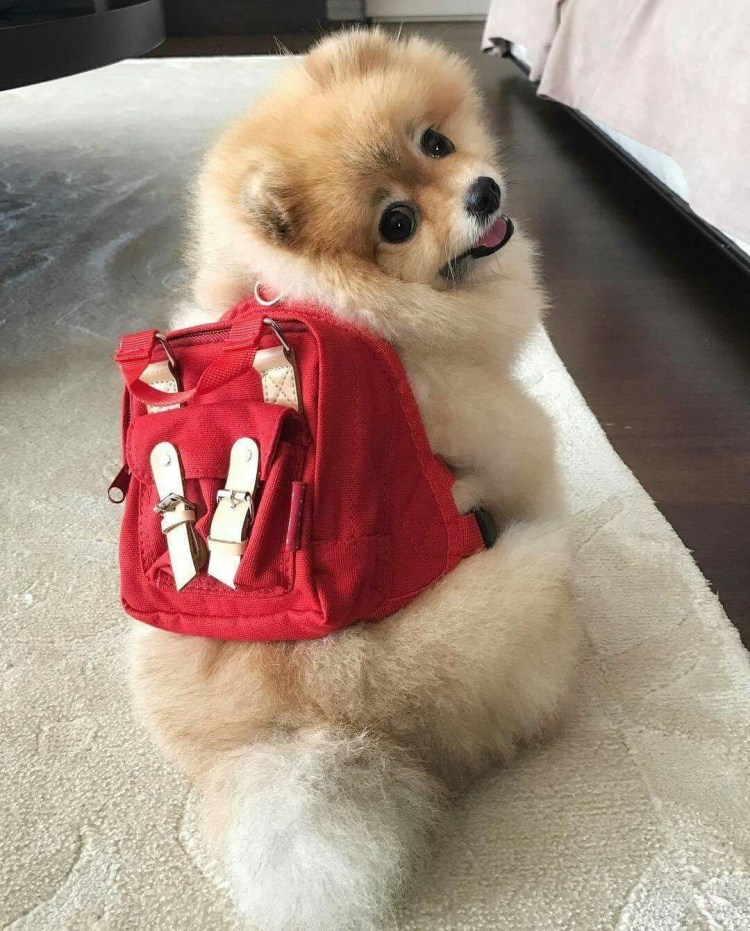 Померанский шпиц в сумке