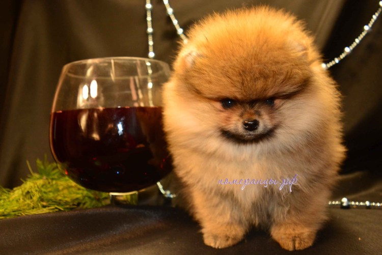 Шпиц под машинку