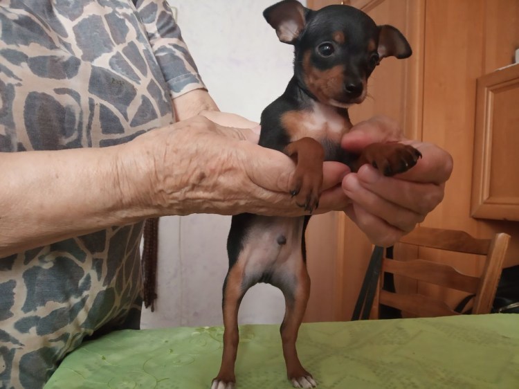 Живот самоеда