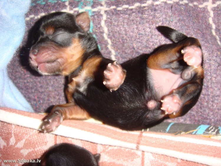 Пол новорожденного щенка
