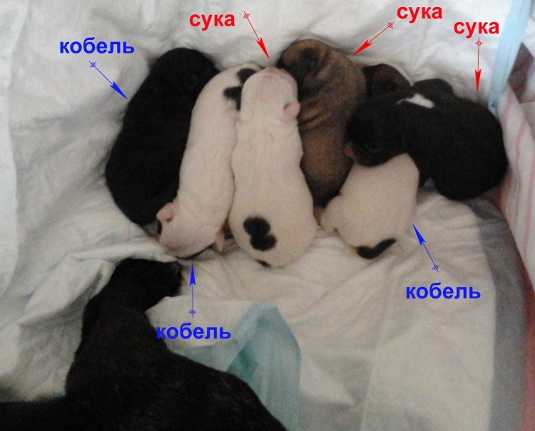 Отличие кобеля от суки