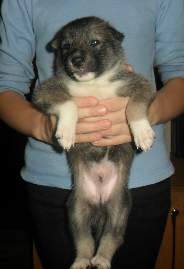 Полу немецкая овчарка щенок