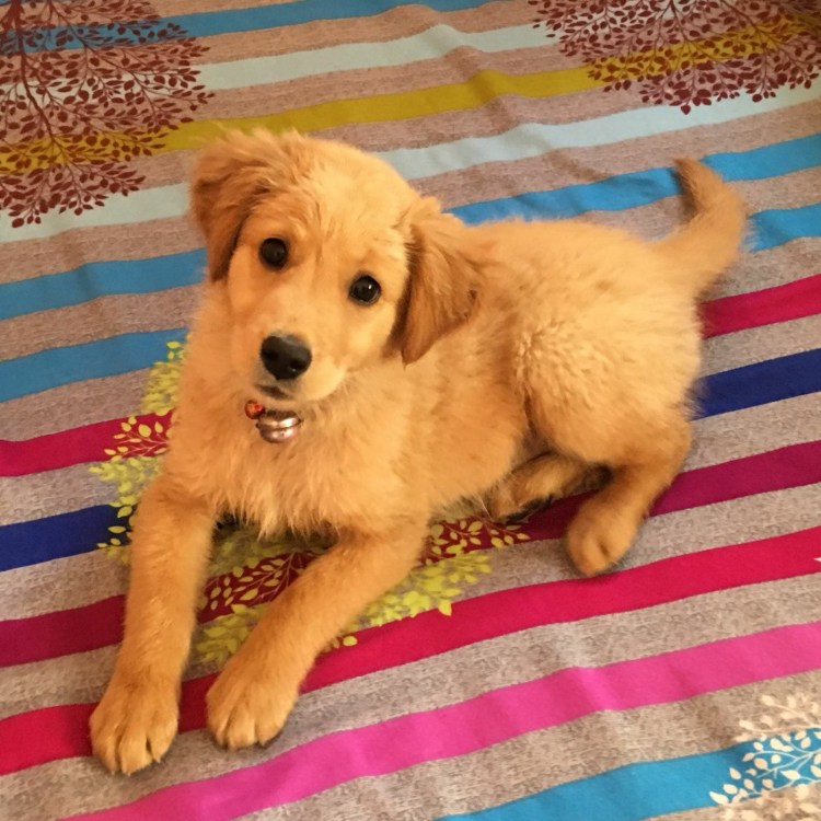 Половые органы чихуахуа