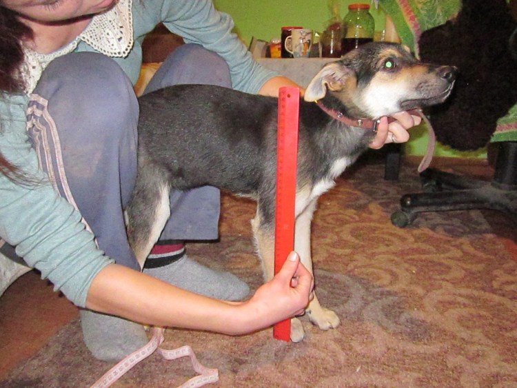 Корги вельш пемброк и кардиган разница