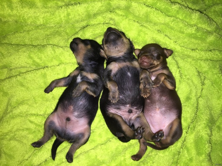 Новорожденный щенок мальчик