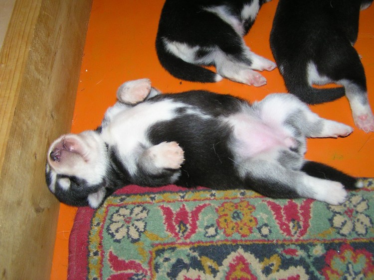 Щенок мальчик или девочка