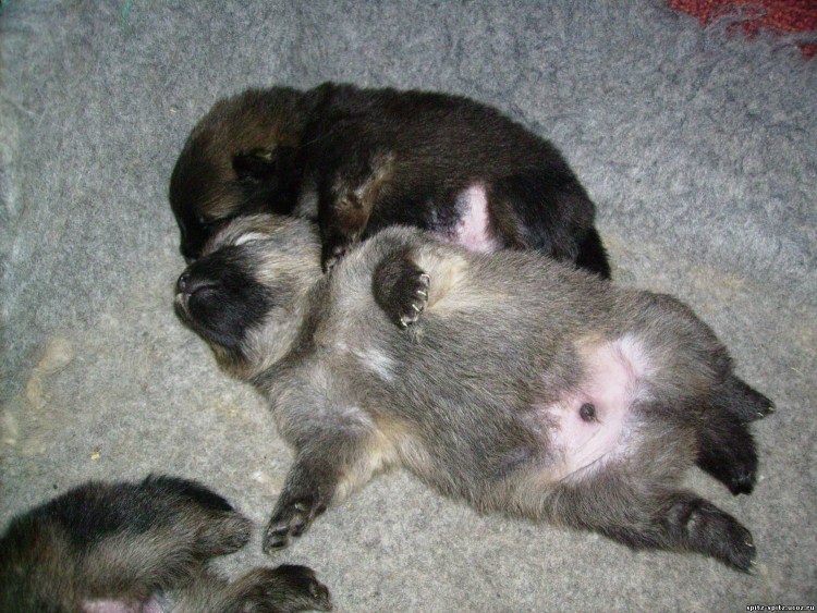 Кутята чихуахуа Новорожденные