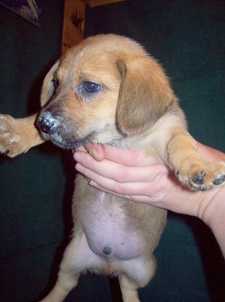 Щенки метисы таксы и бигля 1 месяц