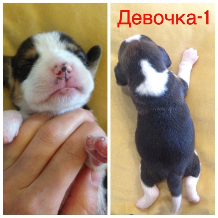 Щенок МОПСА 2 недели