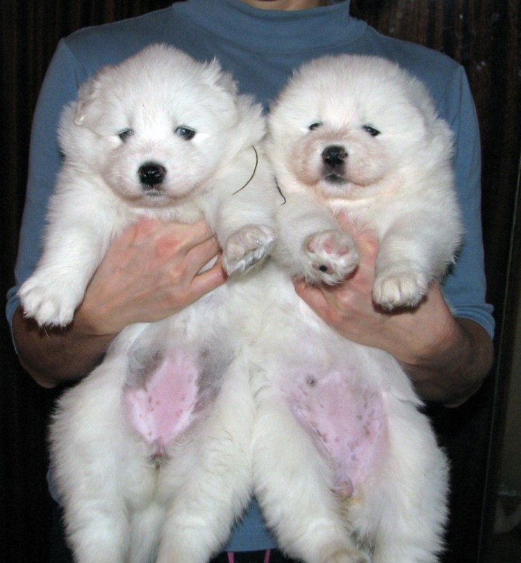 Какой пол щенка бигля лучше покупать