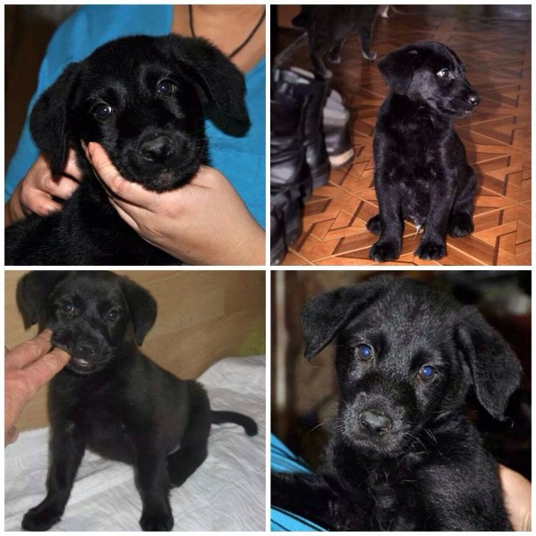 Шкала интеллекта собак