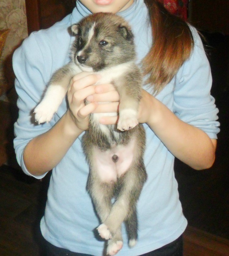 Щенок мальчик и девочка