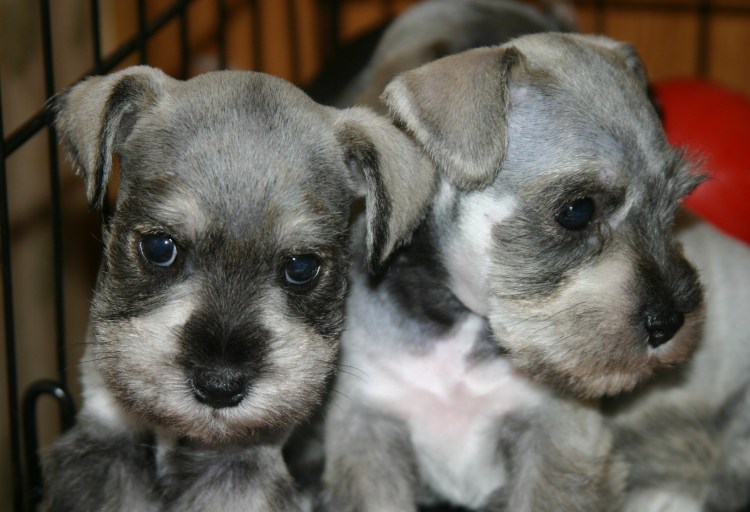 Немецкая овчарка с щенками разного возраста