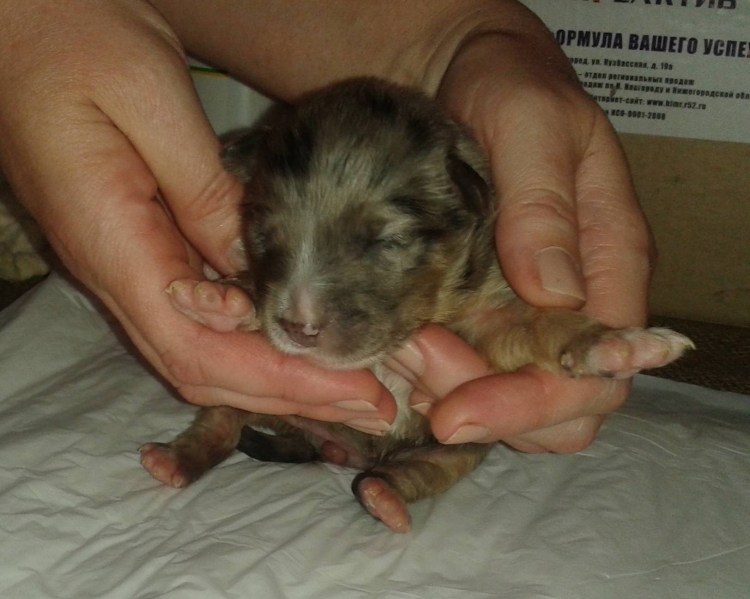 Как определить пол щенка фото