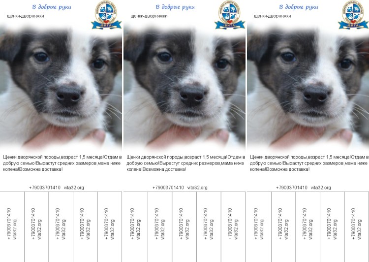 Собака дворняга с белыми бровями