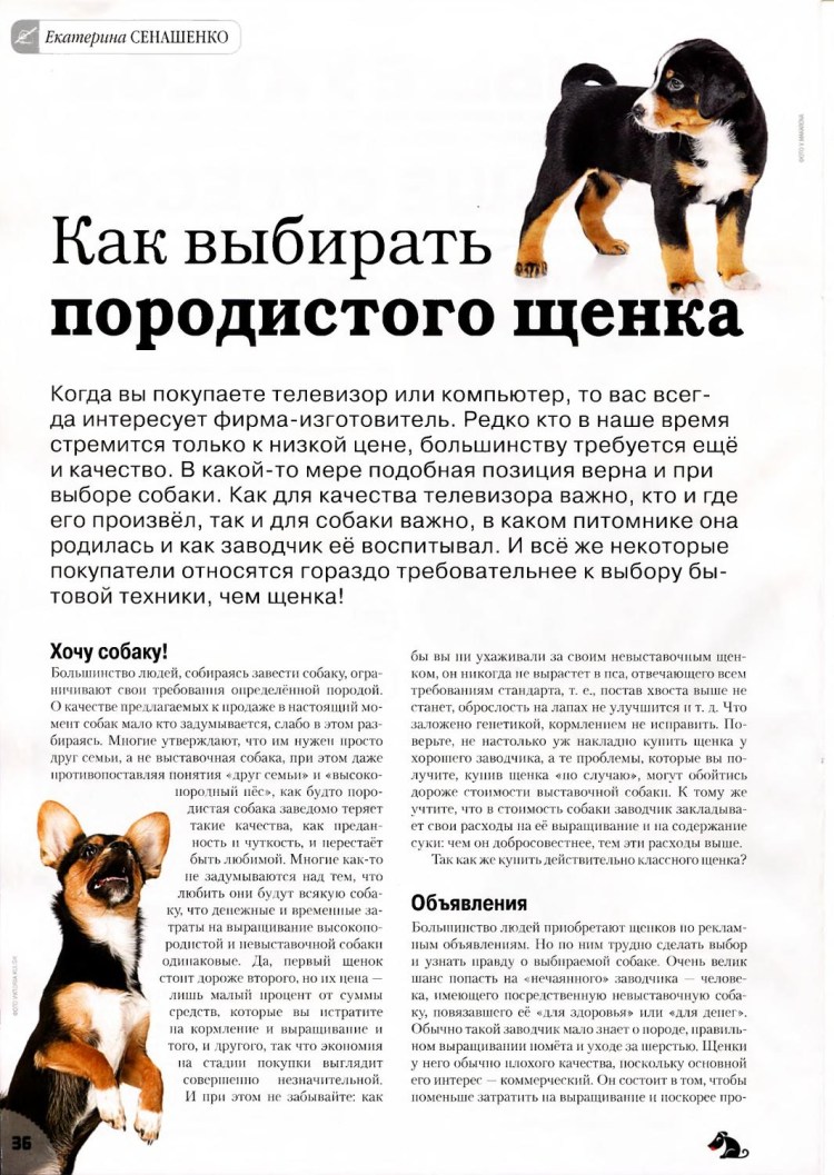 Полусвинья Полусобака