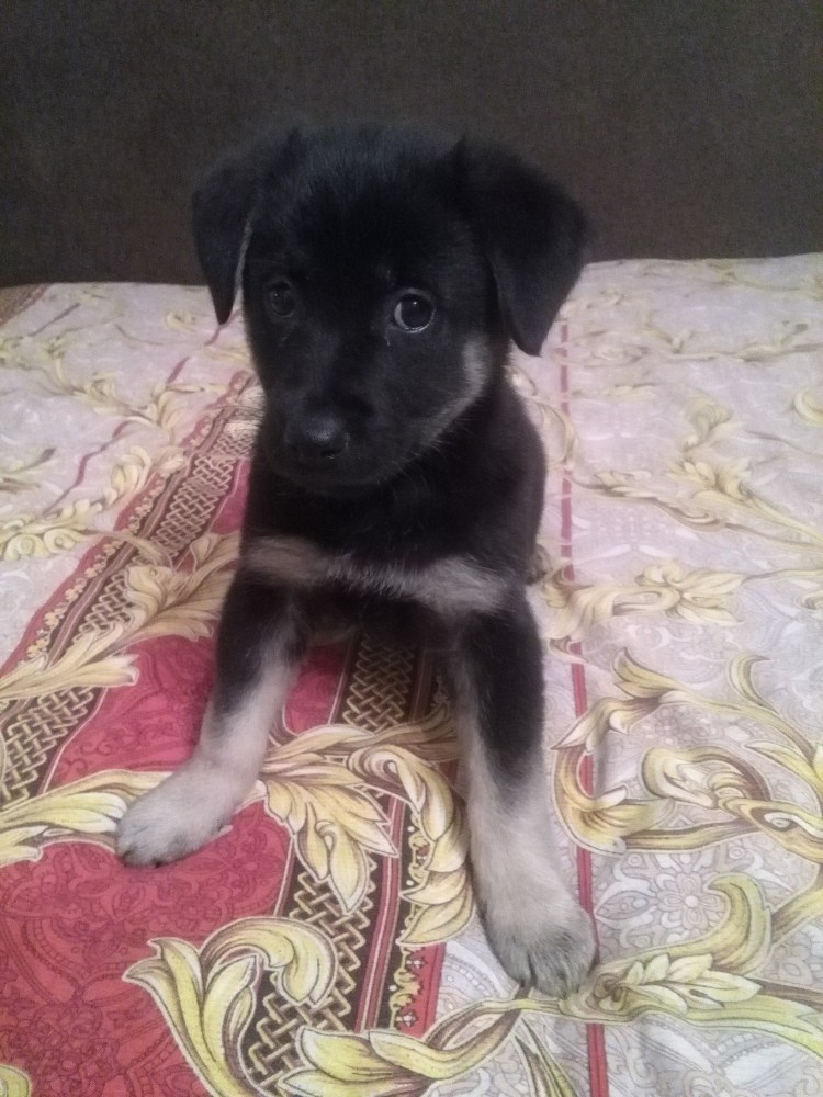 Сколько длится течка у собак