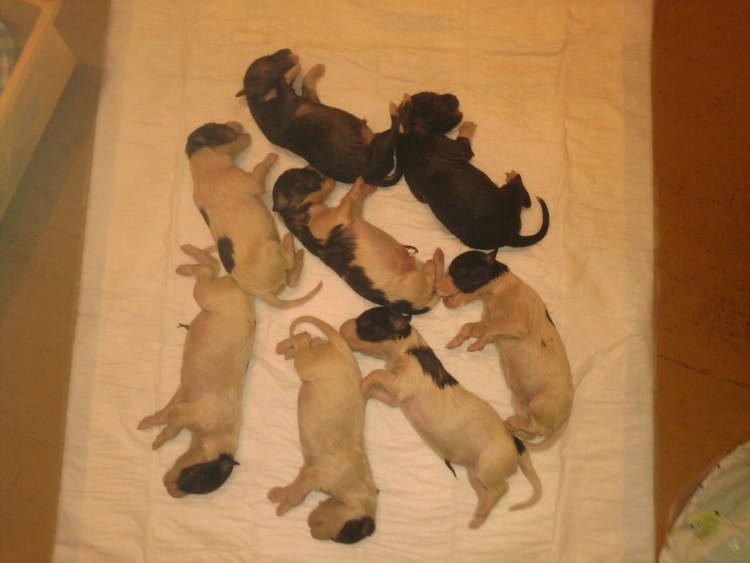 Той терьер щенок мальчик