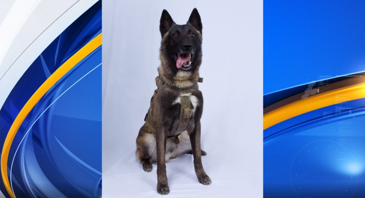 Поведение собак