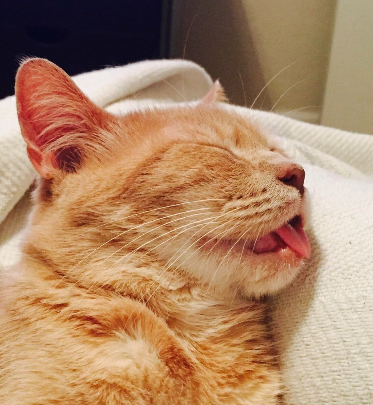 Толстый Мейн кун рыжий