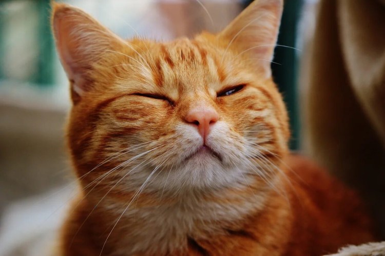 Рыжик кот