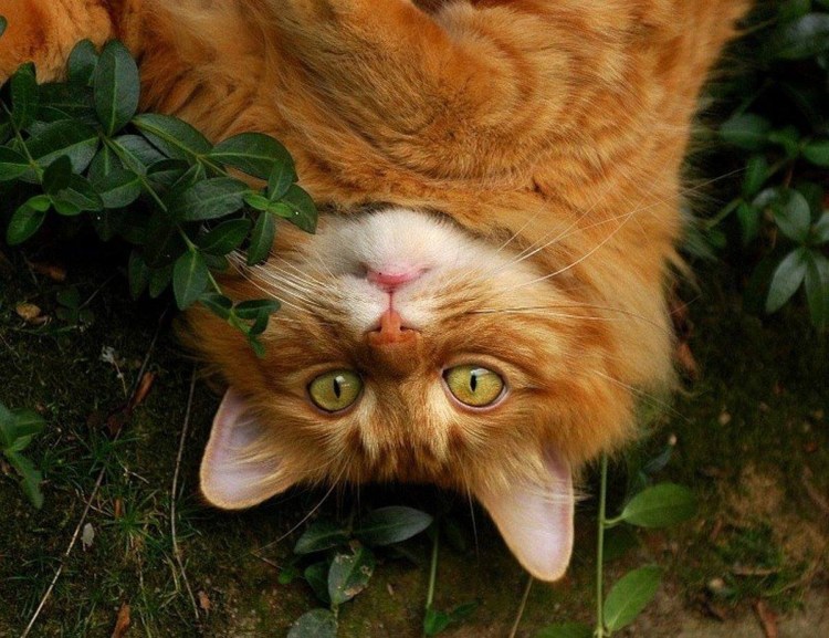 Наглая рыжая морда кота