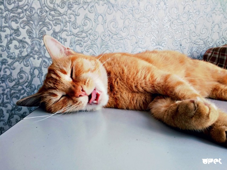 Смешной рыжий кот