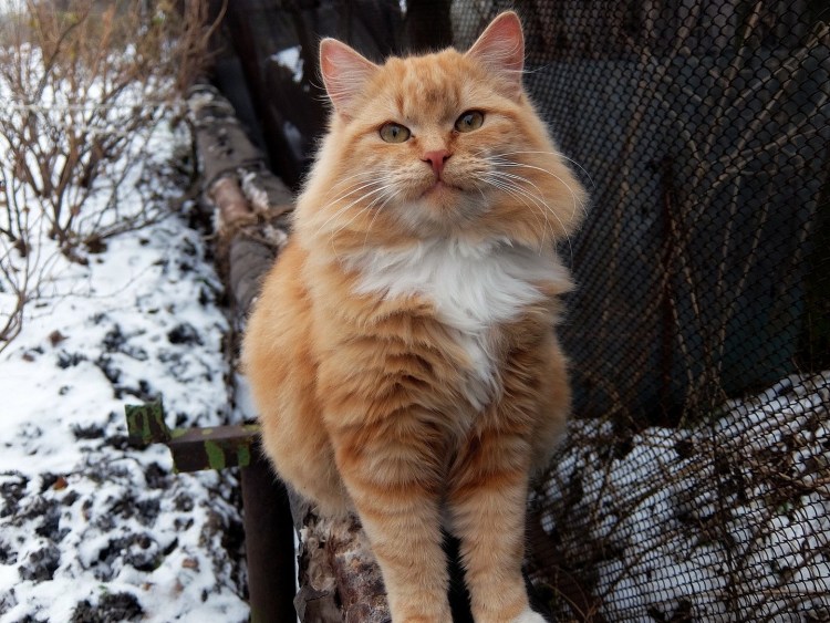 Кошки для поднятия настроения