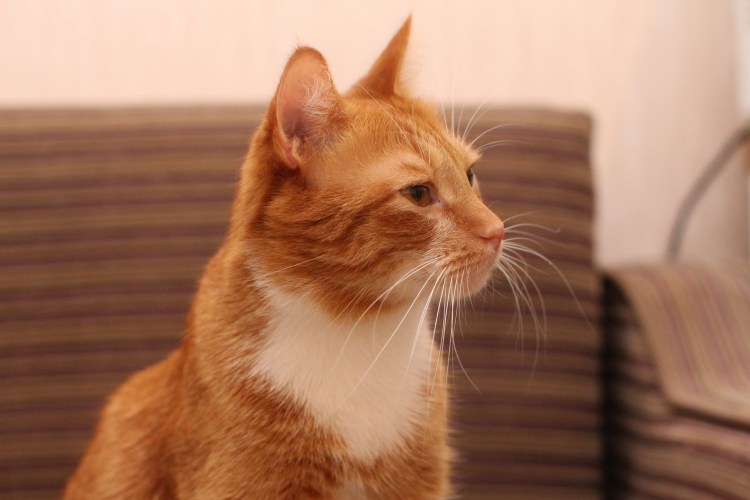 Рыжий котенок на заборе