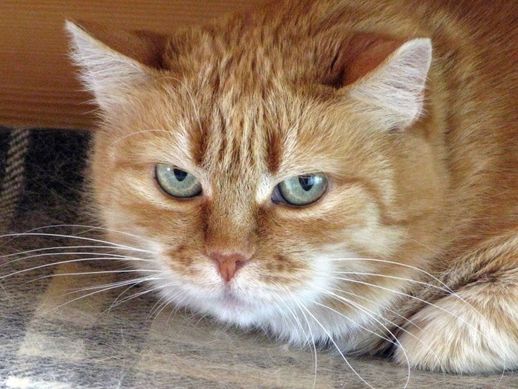 Забавные рыжие коты