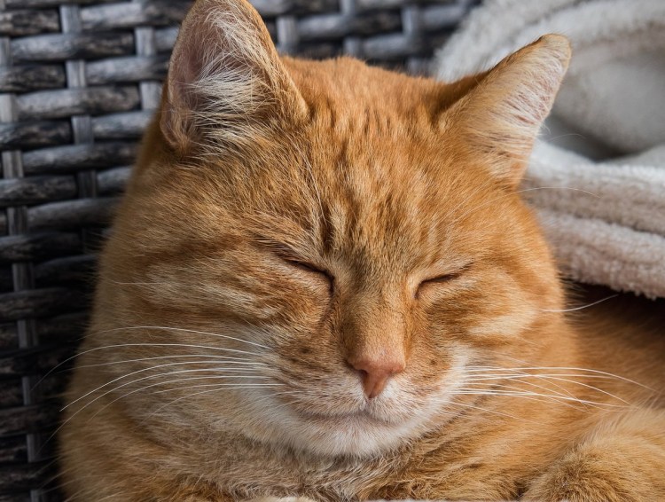 Наглая рыжая морда