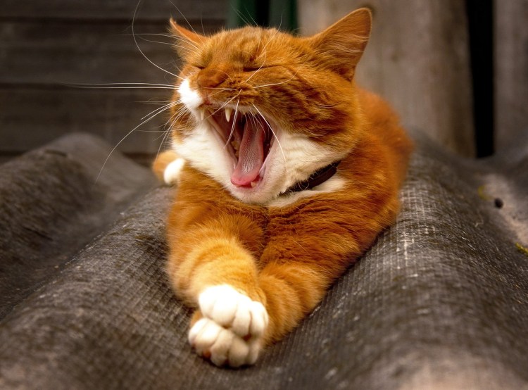 Рыжая кошка