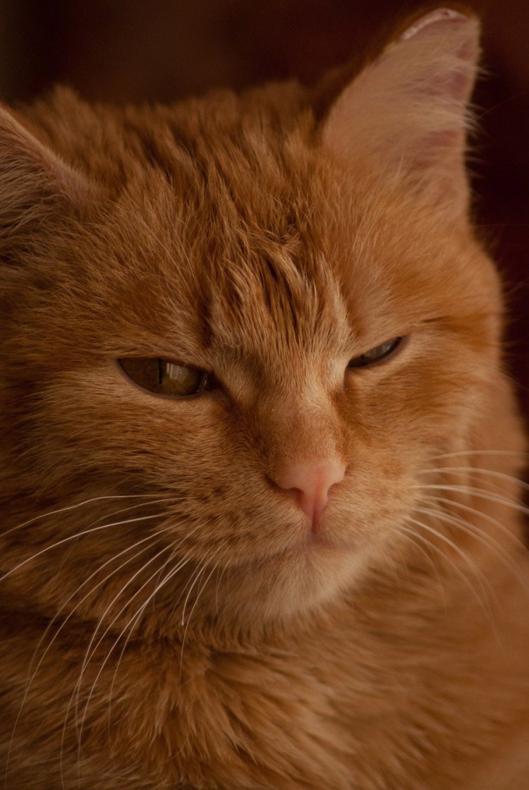 Наглая хитрая морда