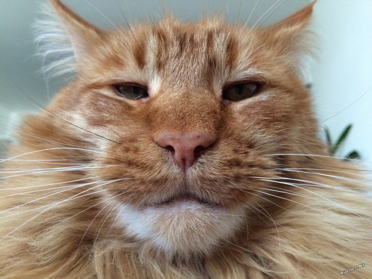 Наглая рыжая морда