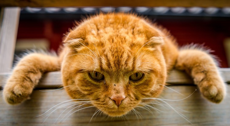 Смешные рыжие котики