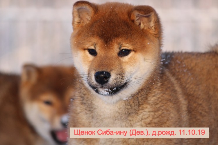 Сиба ину окрас