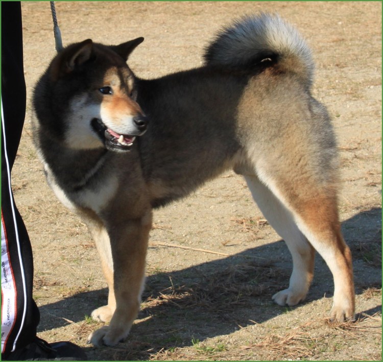 Сиба ину сезам