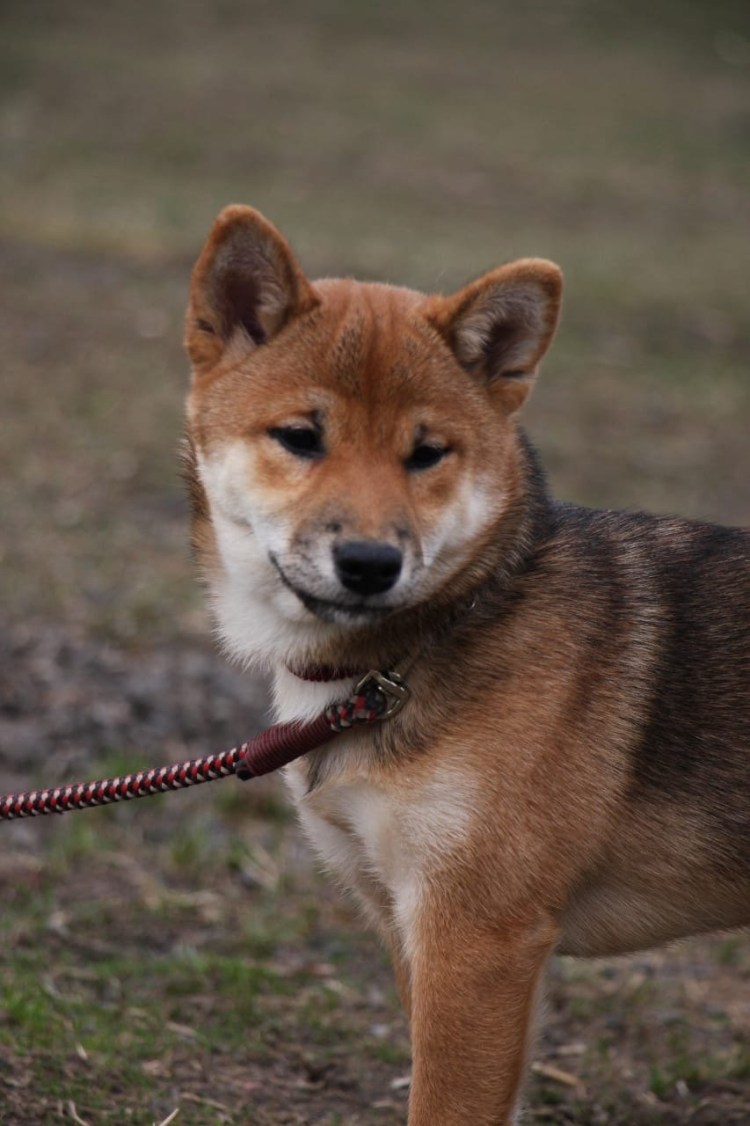 Сиба ину