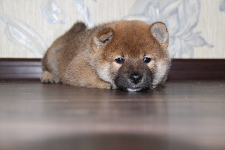 Сиба ину черная