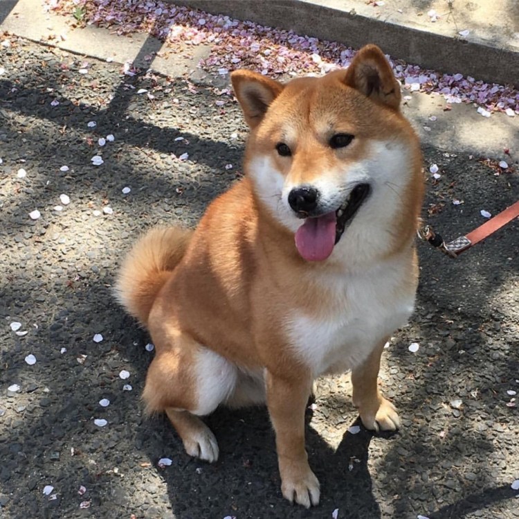Сиба ину кунжутный
