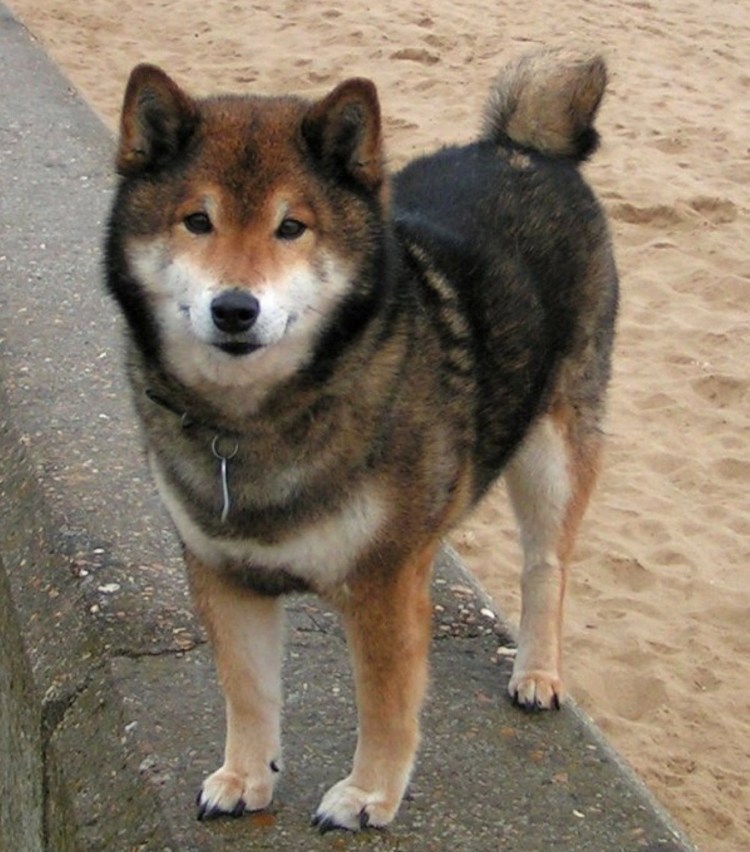 Шиба ину сезам