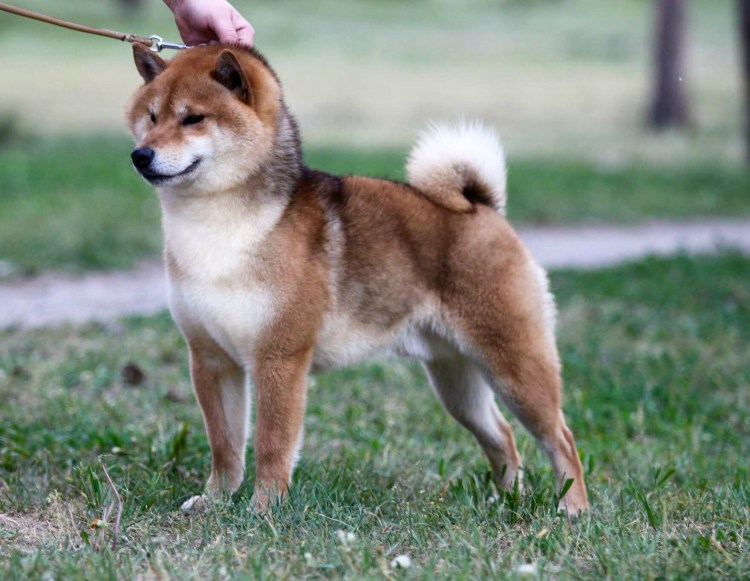 Сиба ину сезам щенки