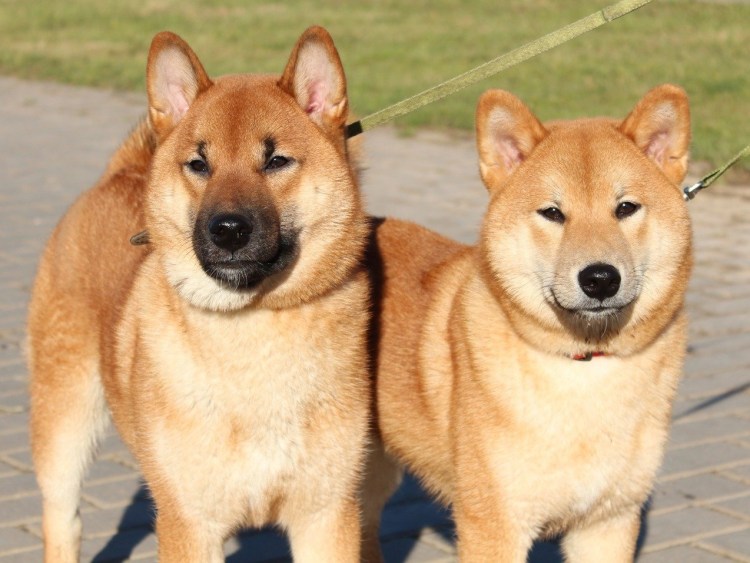 Сиба ину красный сезам